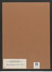 Navicula gruendleri A.Schm. (de-Toni-Nr.: Genus 1) Zeichnungen Sammlung Grunow Mappe 00752 (Herbarium_W_Grunow_drawings_Folder_00752)